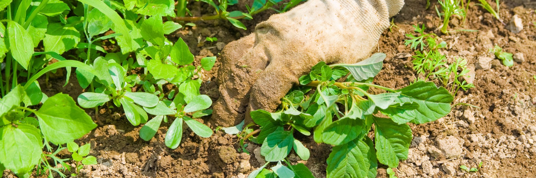 Gloved hand pulling weeds from a garden bed