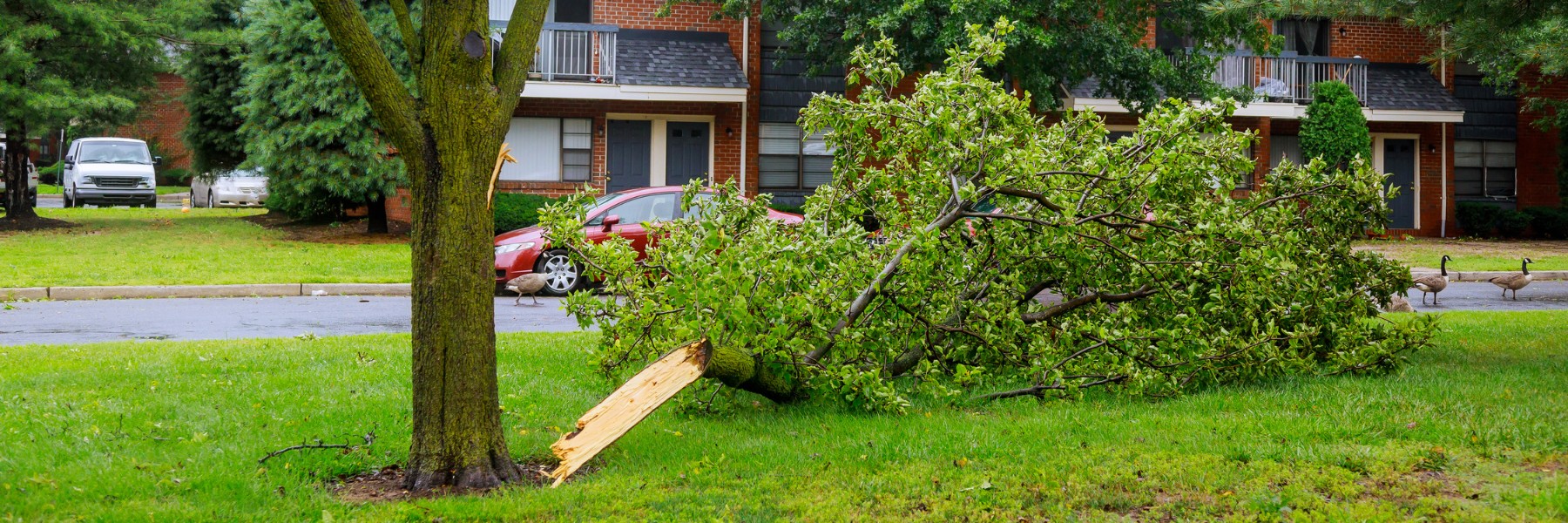Broken tree limb lying on a lawn after a storm