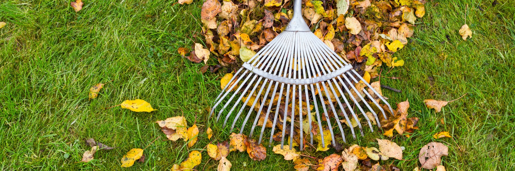 Metal rake on a pile of autumn leaves on green grass