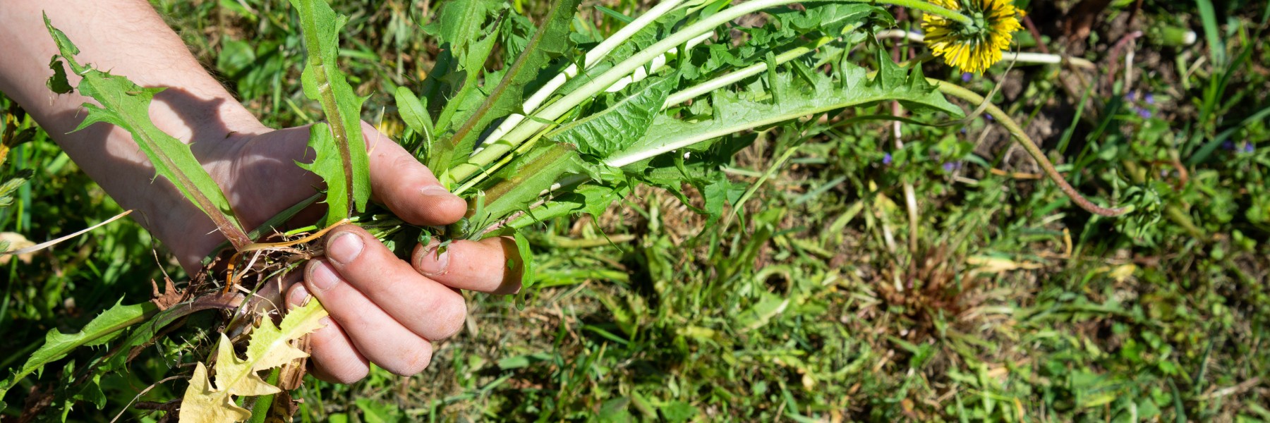 Hand pulling a dandelion weed out of a lawn by the root