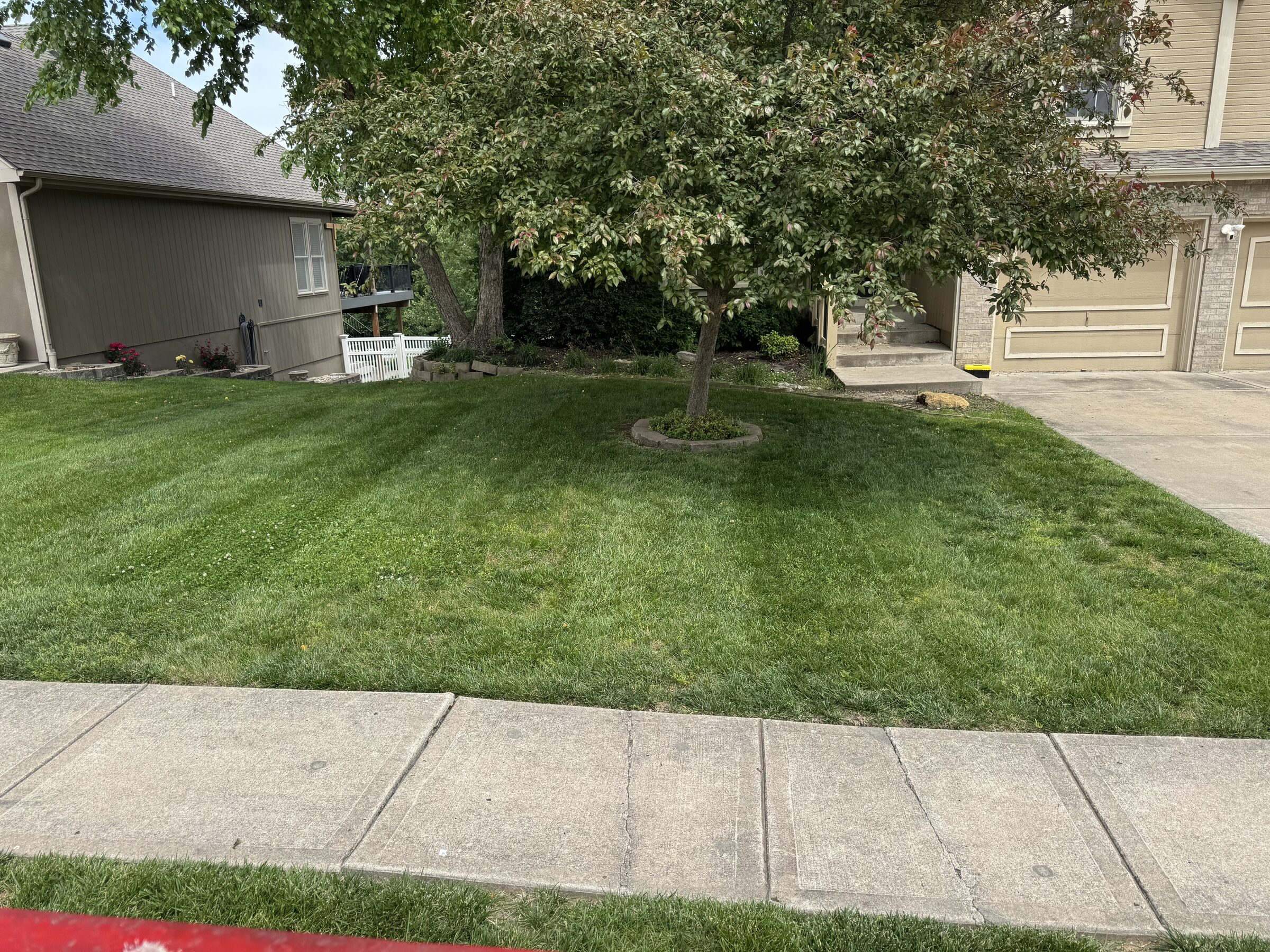 Mowed front lawn with an edged sidewalk and a neat tree ring