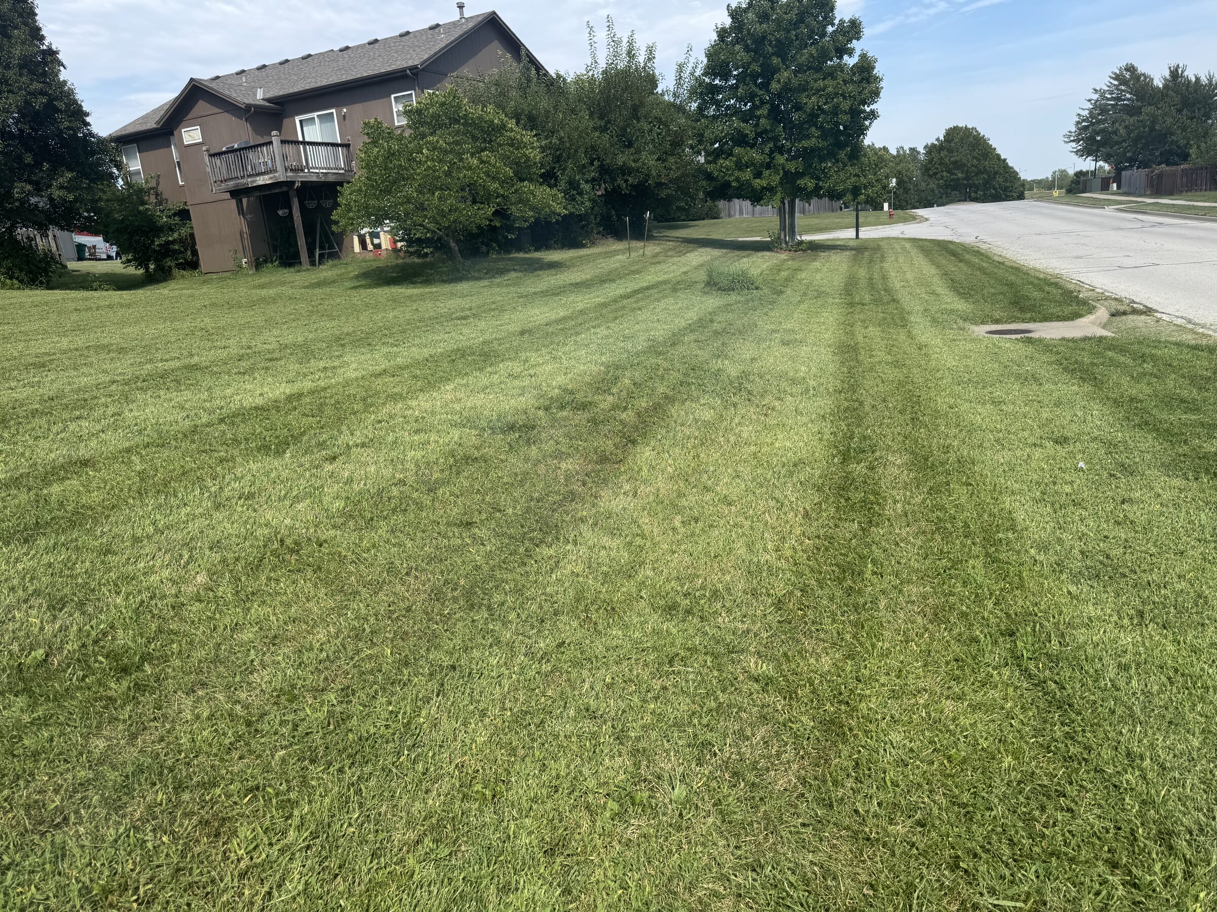 Spacious lawn beside the road mowed with wide, clean stripes